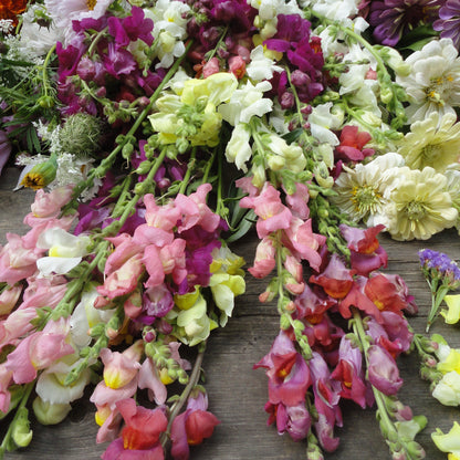 Colorful Snapdragon Mix flowers from Hudson Valley Seed Co., showcasing vibrant blooms and varied flower shapes.