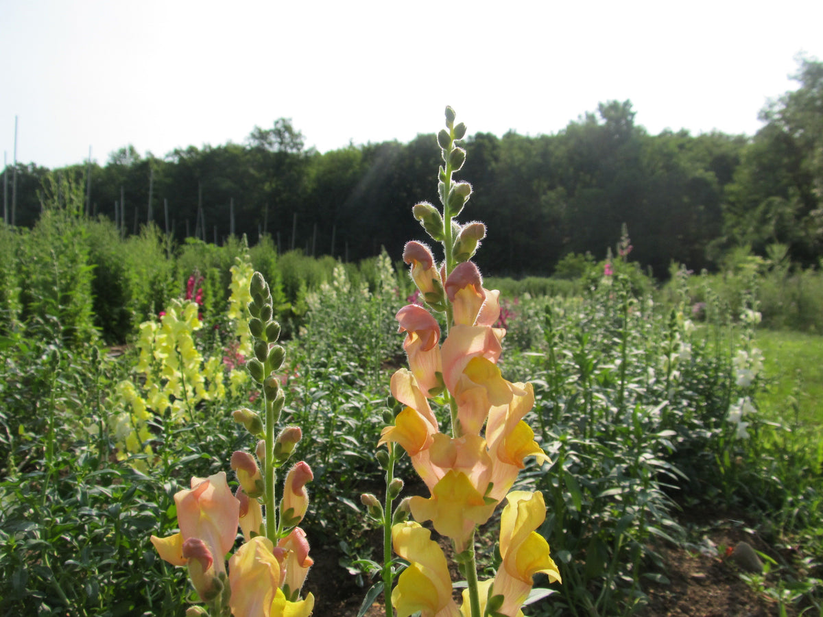 Assorted colorful Snapdragon flowers from Hudson Valley Seed Co. arranged in a garden setting.