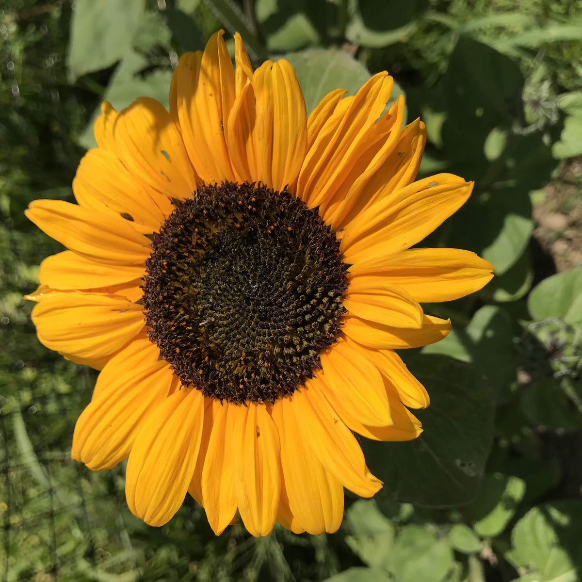 Bright yellow Soraya sunflower flower from Hudson Valley Seed Co. with large petals and a dark center.