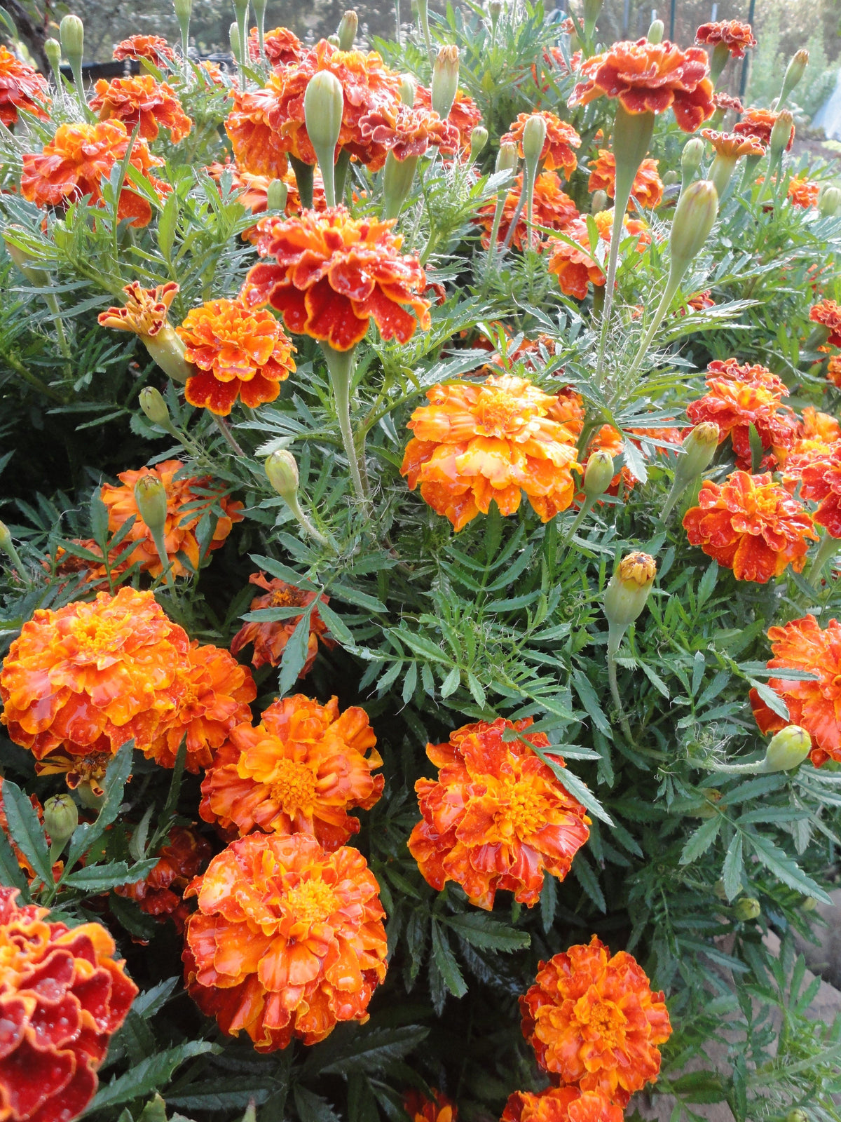 Bright Sparky French Mix Marigold flowers by Hudson Valley Seed Co. showcasing vibrant orange and yellow blooms in a garden setting.