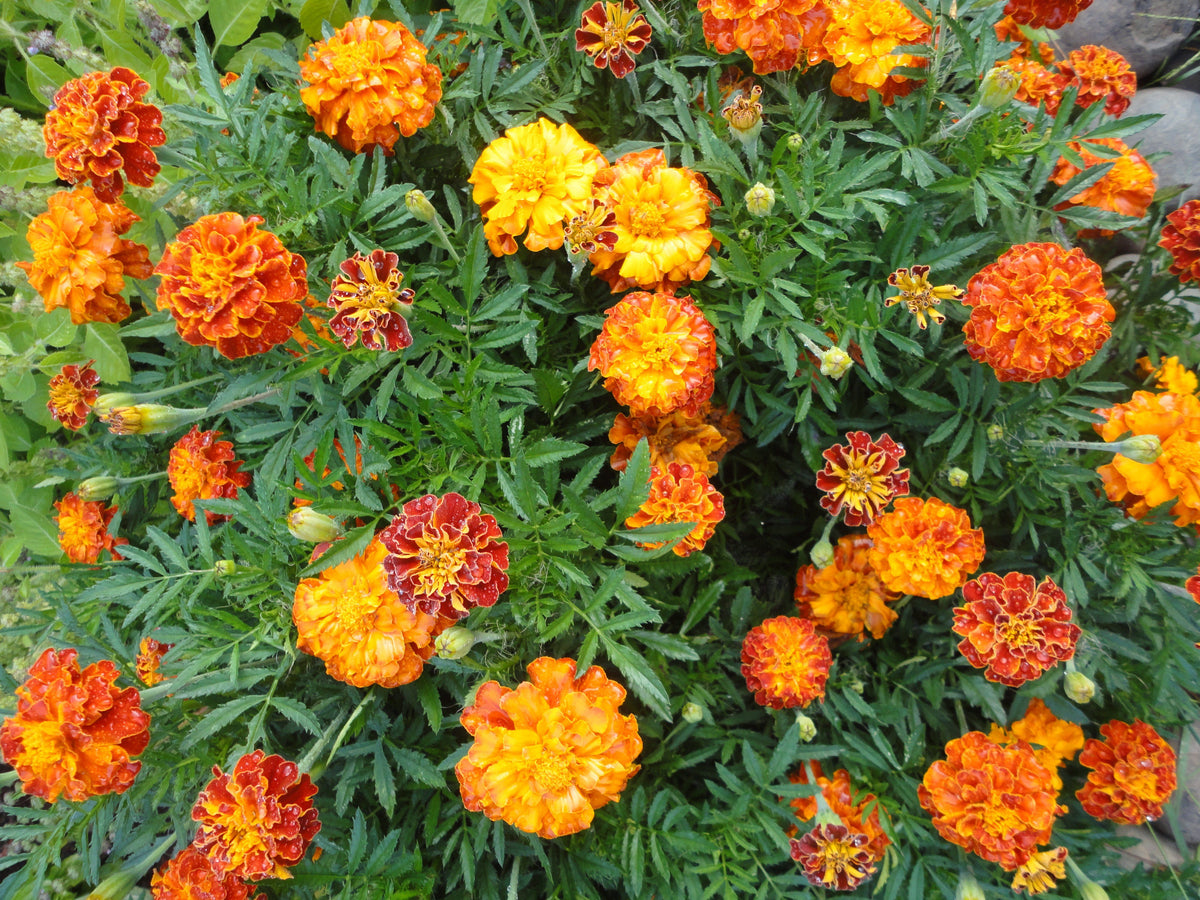 Colorful Sparky French Mix Marigold flowers by Hudson Valley Seed Co. with vibrant yellow and orange blooms in a natural garden setting.