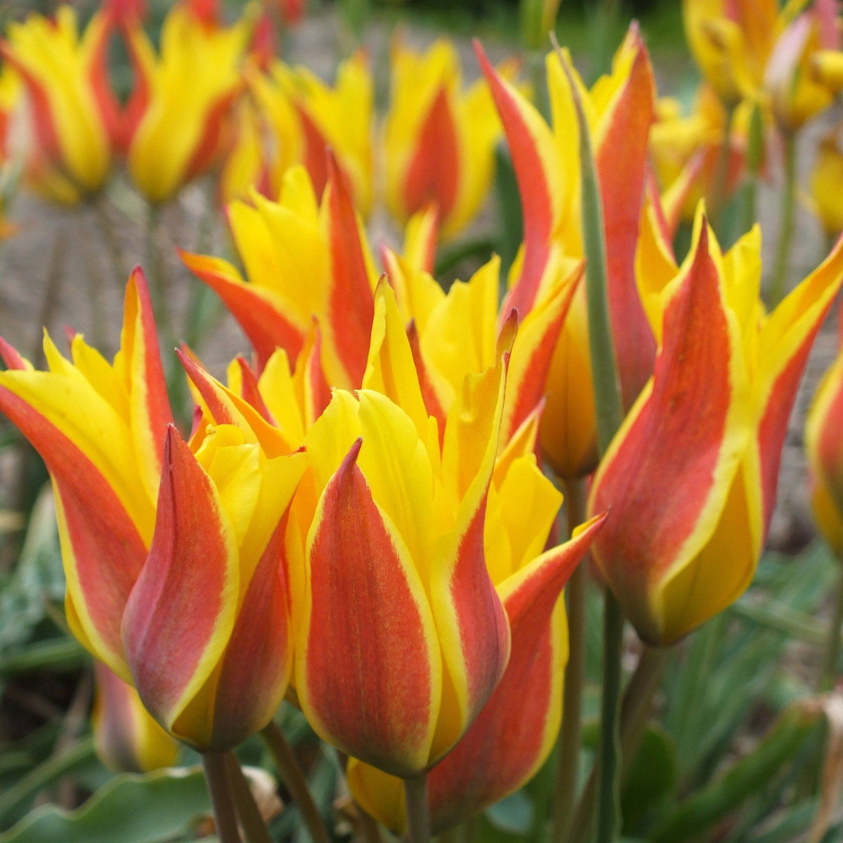 Bright species tulip &
