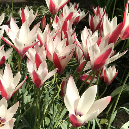 Bright pink and white striped Species Tulip &