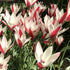 Bright pink and white striped Species Tulip &