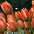 Bright yellow Species Tulip orphanidea &