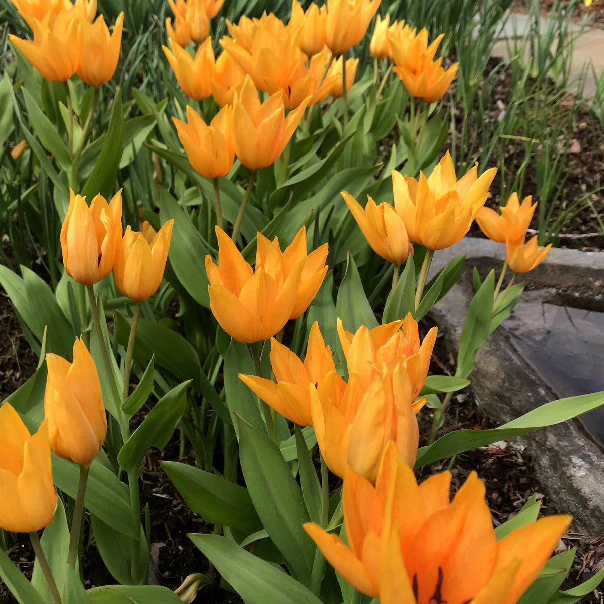 Bright yellow Species Tulip praestans &