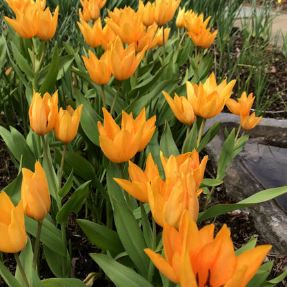 Bright yellow Species Tulip praestans &