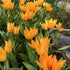 Bright yellow Species Tulip praestans &