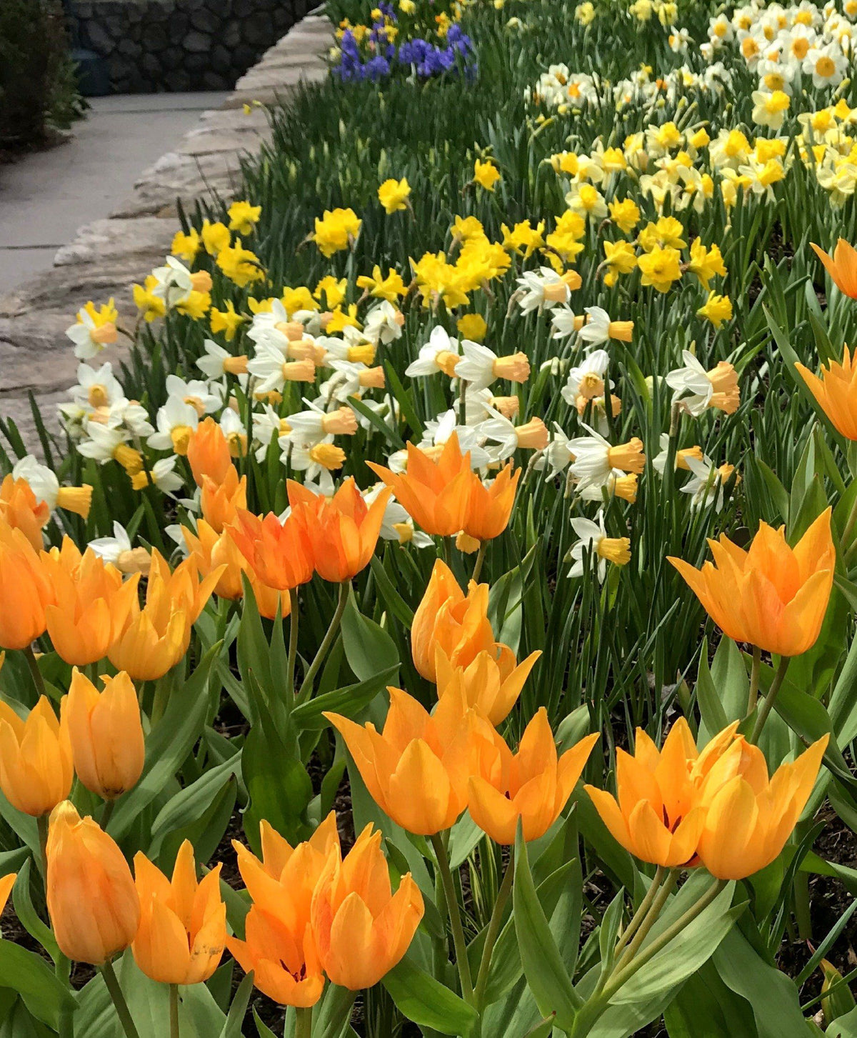 Bright yellow Species Tulip praestans &