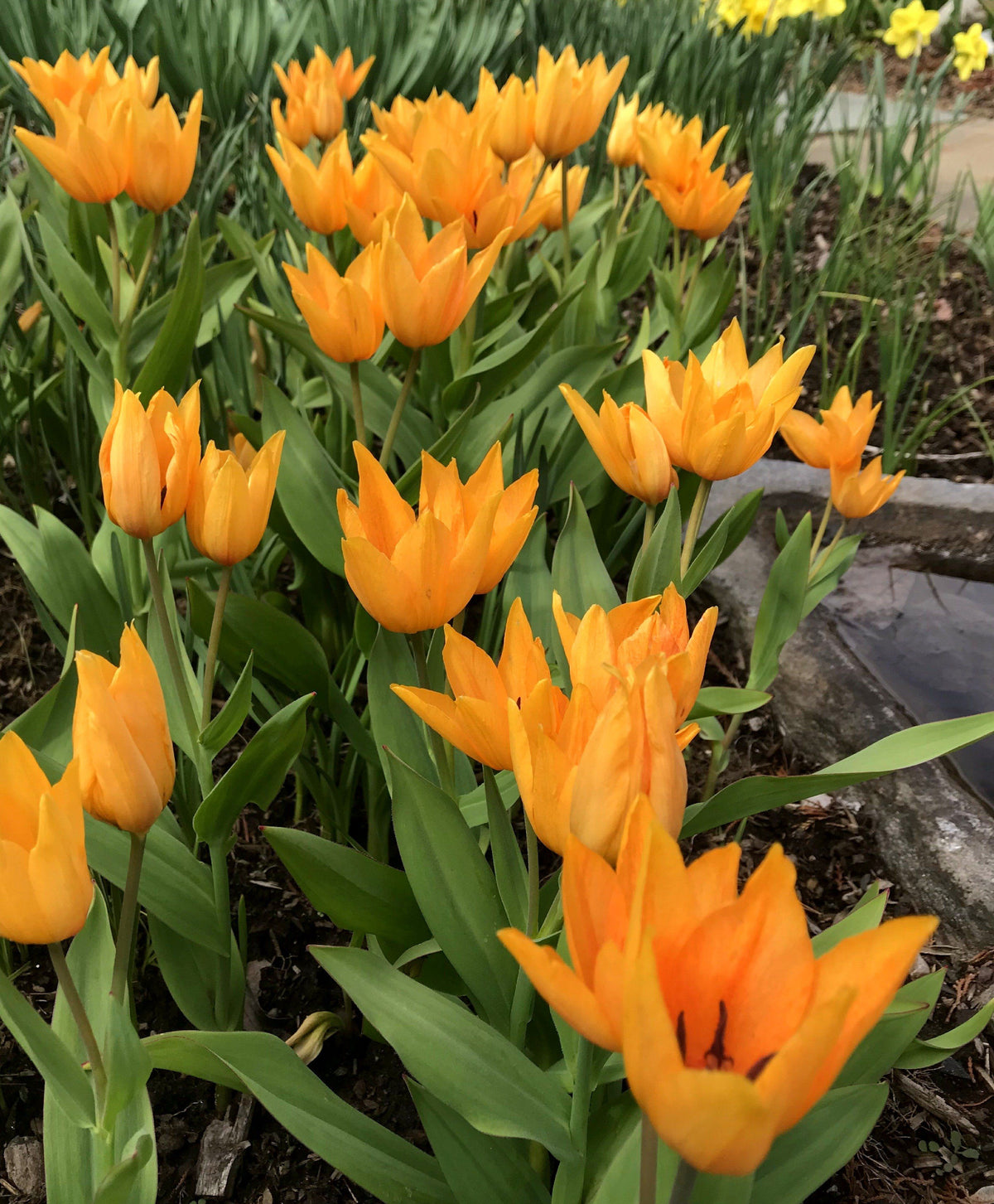Bright yellow Species Tulip praestans &
