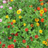 Vibrant State Fair Zinnia flower from Hudson Valley Seed Co. with bright orange petals and green foliage.