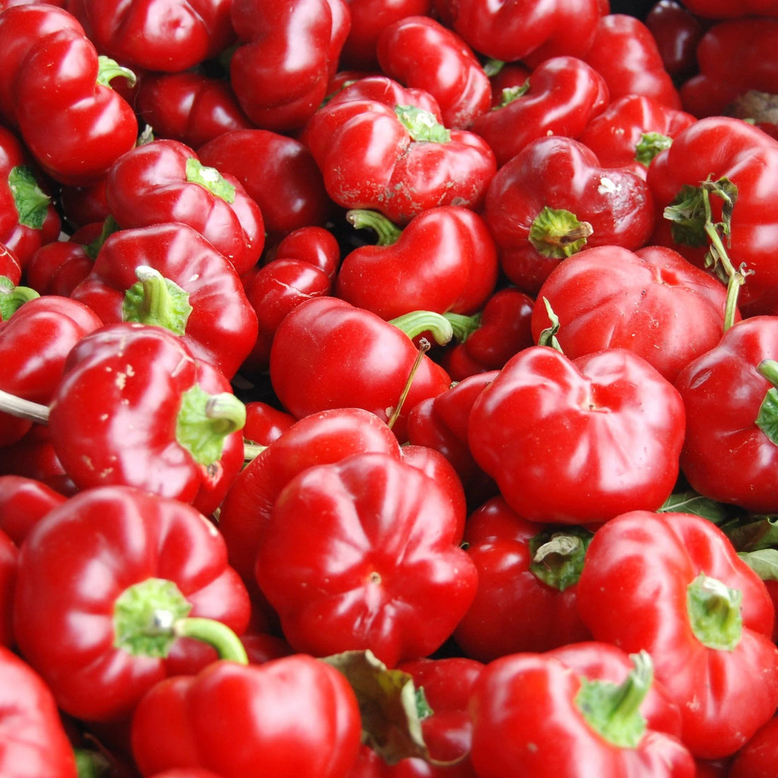 Fresh sweet pimento pepper from Hudson Valley Seed Co., vibrant red vegetable with glossy skin on display.