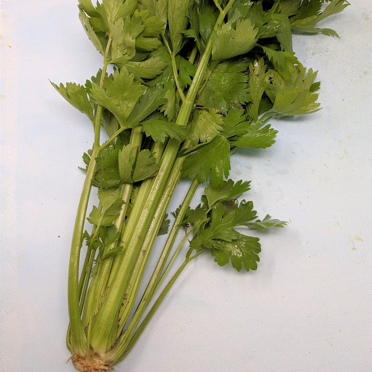 Fresh Tango Celery vegetable from Hudson Valley Seed Co., showing vibrant green stalks and leafy tops.