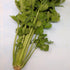 Fresh Tango Celery vegetable from Hudson Valley Seed Co., showing vibrant green stalks and leafy tops.