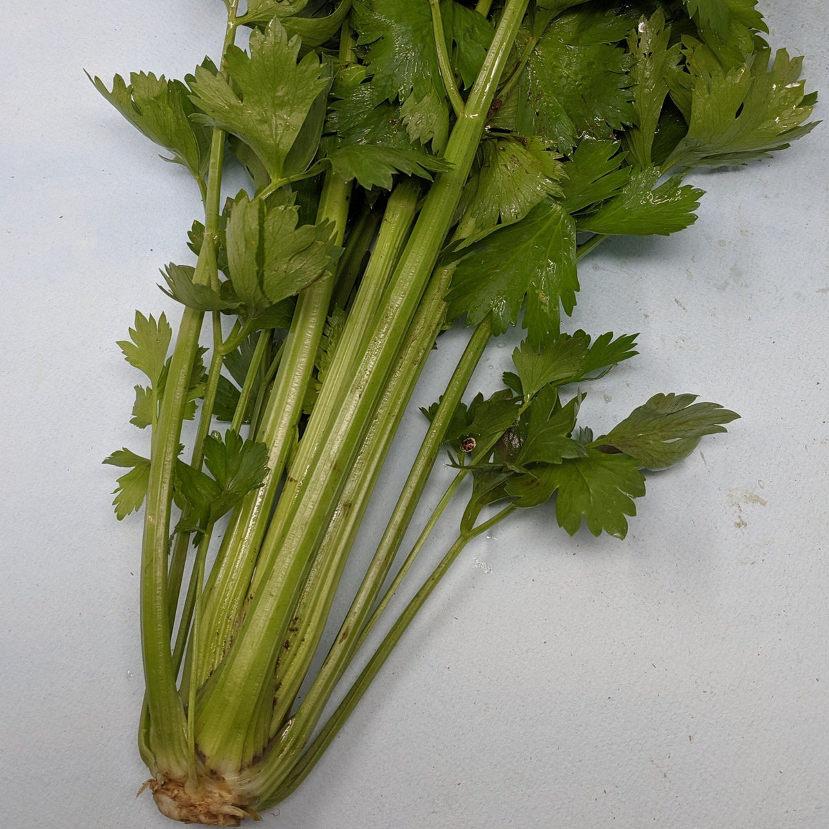 Fresh Tango celery vegetable from Hudson Valley Seed Co., showing vibrant green stalks and leafy tops.