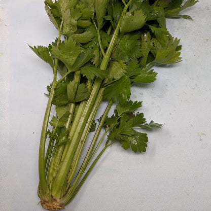 Fresh Tango celery vegetable from Hudson Valley Seed Co., showing vibrant green stalks and leafy tops.