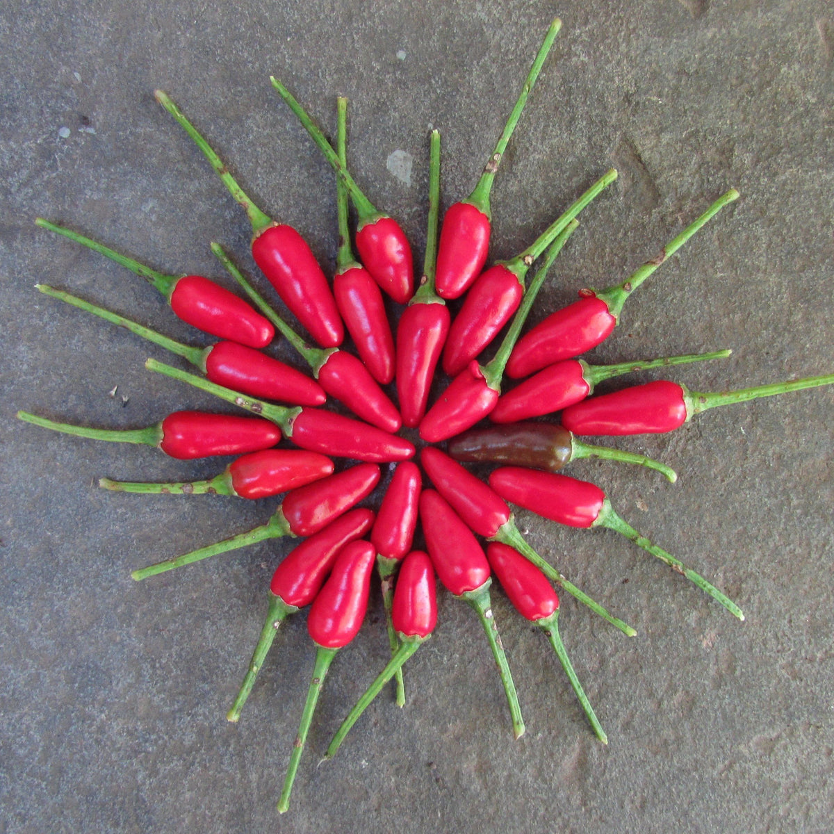 Fresh Thai hot peppers from Hudson Valley Seed Co., vibrant red vegetables with green stems on display.