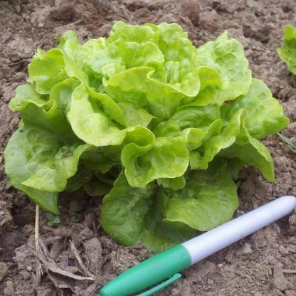 Fresh Tom Thumb lettuce from Hudson Valley Seed Co., showing vibrant, small-head vegetables with crisp green leaves.