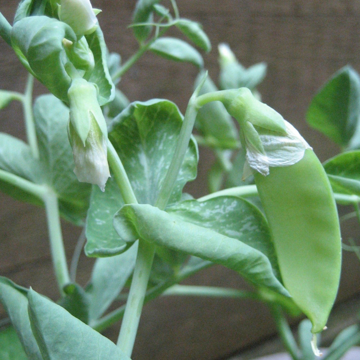 Fresh Tom Thumb pea vegetable from Hudson Valley Seed Co., showing vibrant green pods on a rustic wooden surface.