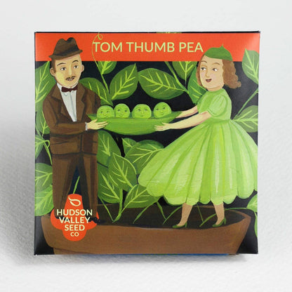 Fresh Tom Thumb peas from Hudson Valley Seed Co., showing small, green pea pods ready for harvest.