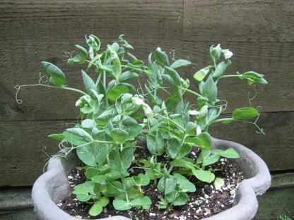 Tom Thumb pea vegetable from Hudson Valley Seed Co., showing small, green pea pods with lush foliage.