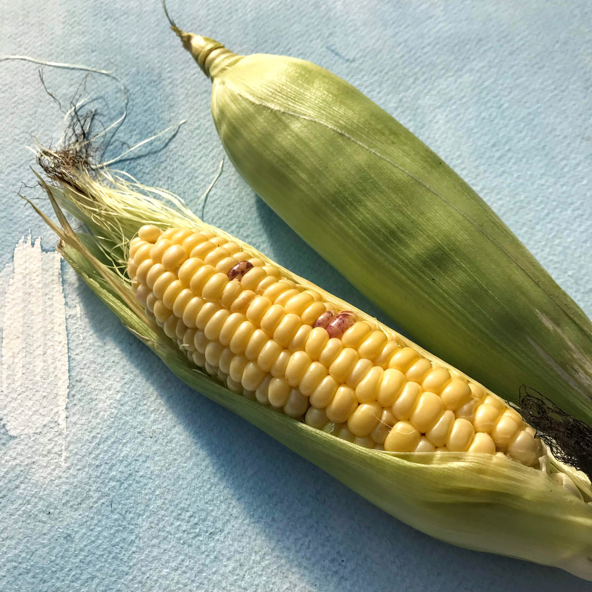 Fresh Top Hat Sweet Corn from Hudson Valley Seed Co., showcasing vibrant yellow ears with green husks and silks.