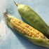 Fresh Top Hat Sweet Corn from Hudson Valley Seed Co., showcasing vibrant yellow ears with green husks and silks.