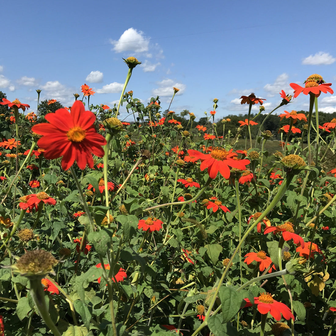Bright orange Torch Tithonia flower from Hudson Valley Seed Co., showcasing vibrant, tall blooms with green foliage.