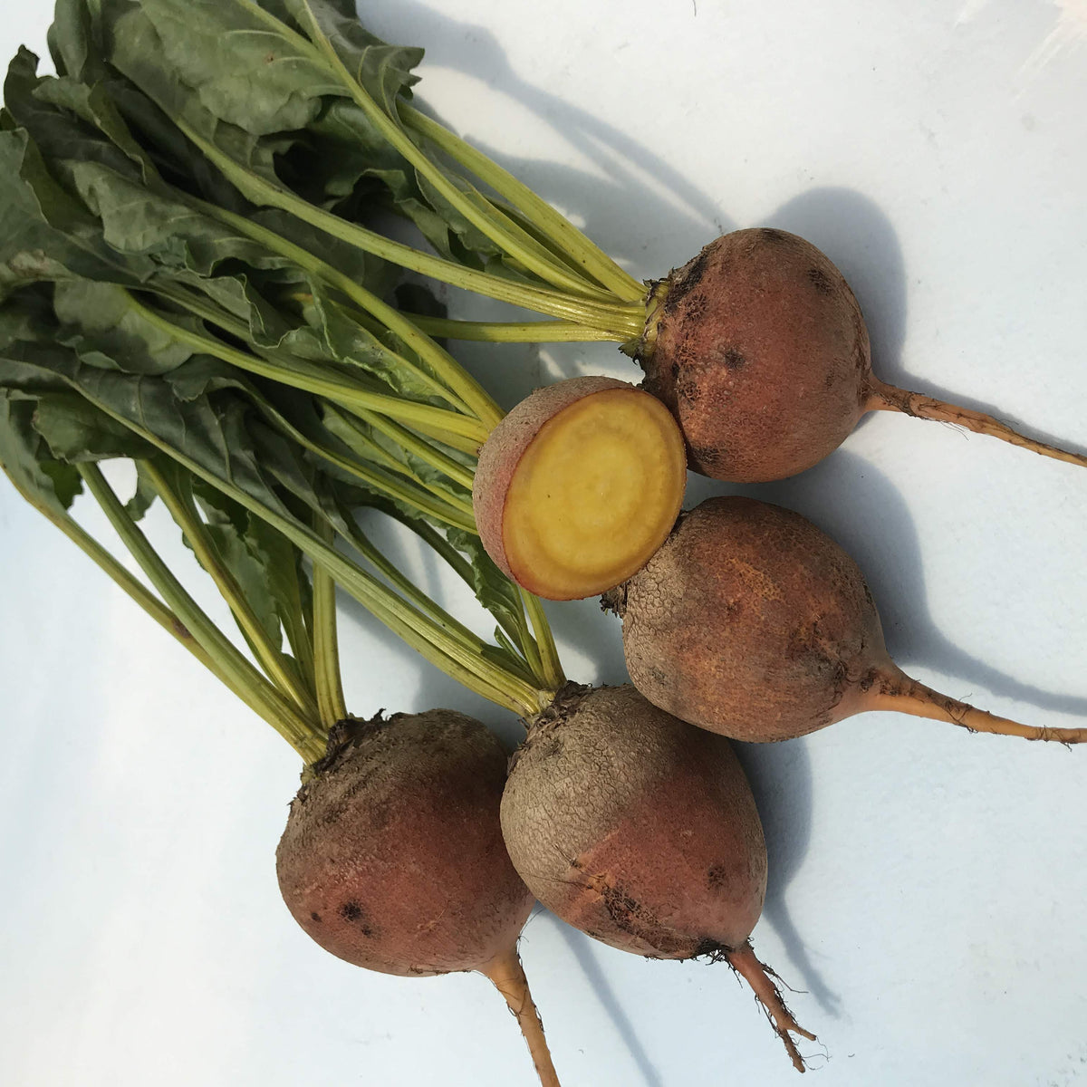 Fresh Touchstone Gold Beet vegetable from Hudson Valley Seed Co., showcasing its vibrant yellow color and earthy root appearance.
