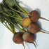 Fresh Touchstone Gold Beet vegetable from Hudson Valley Seed Co., showcasing its vibrant yellow color and earthy root appearance.