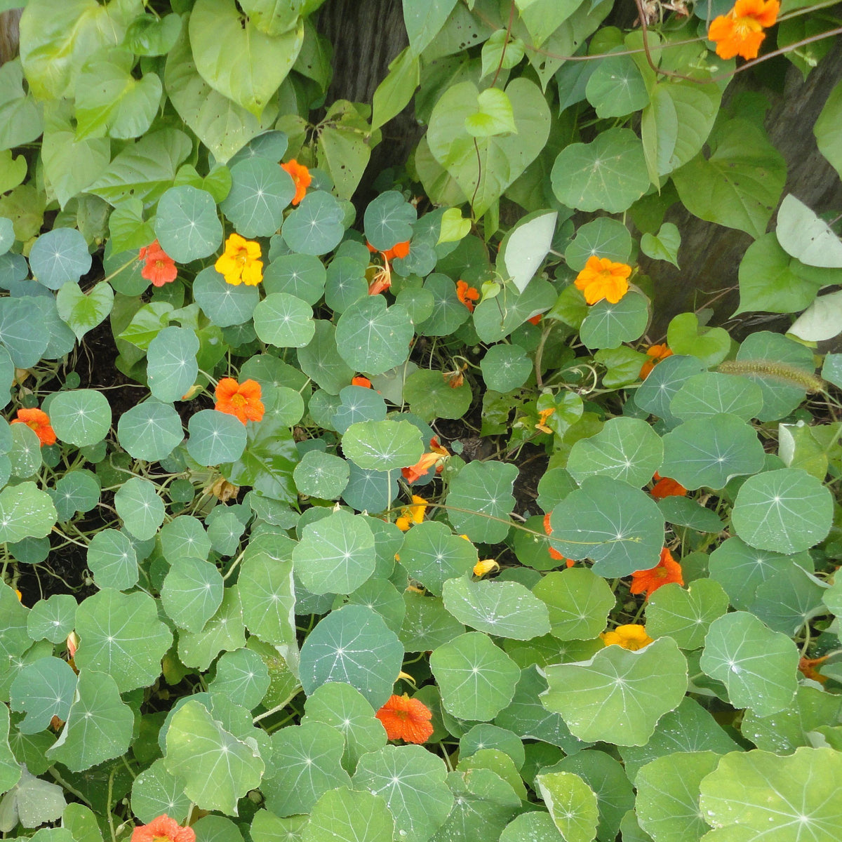 Trailing Nasturtium flower from Hudson Valley Seed Co., showing vibrant orange and green trailing plant with lush, edible leaves and blooms.