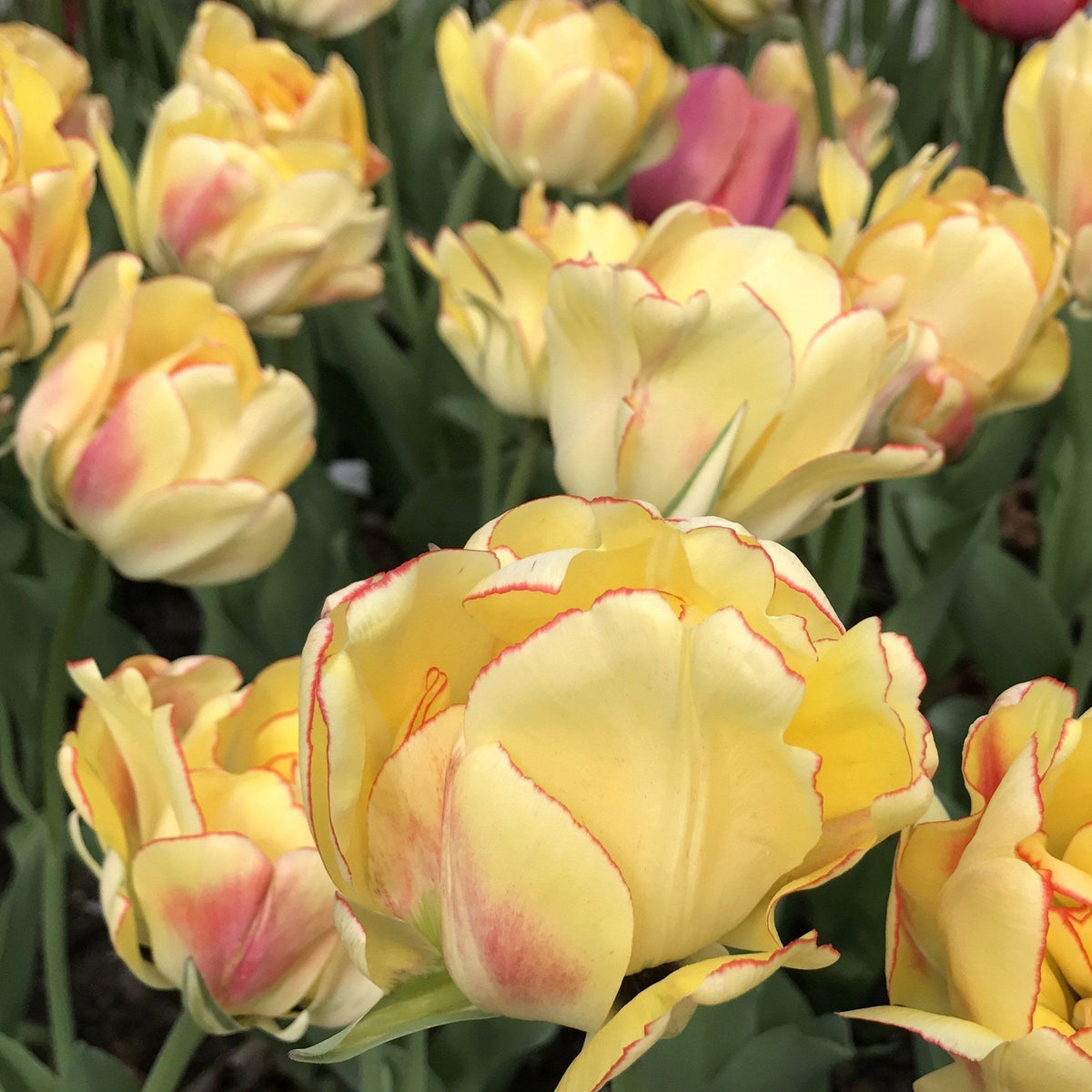Pink and white Tulip &