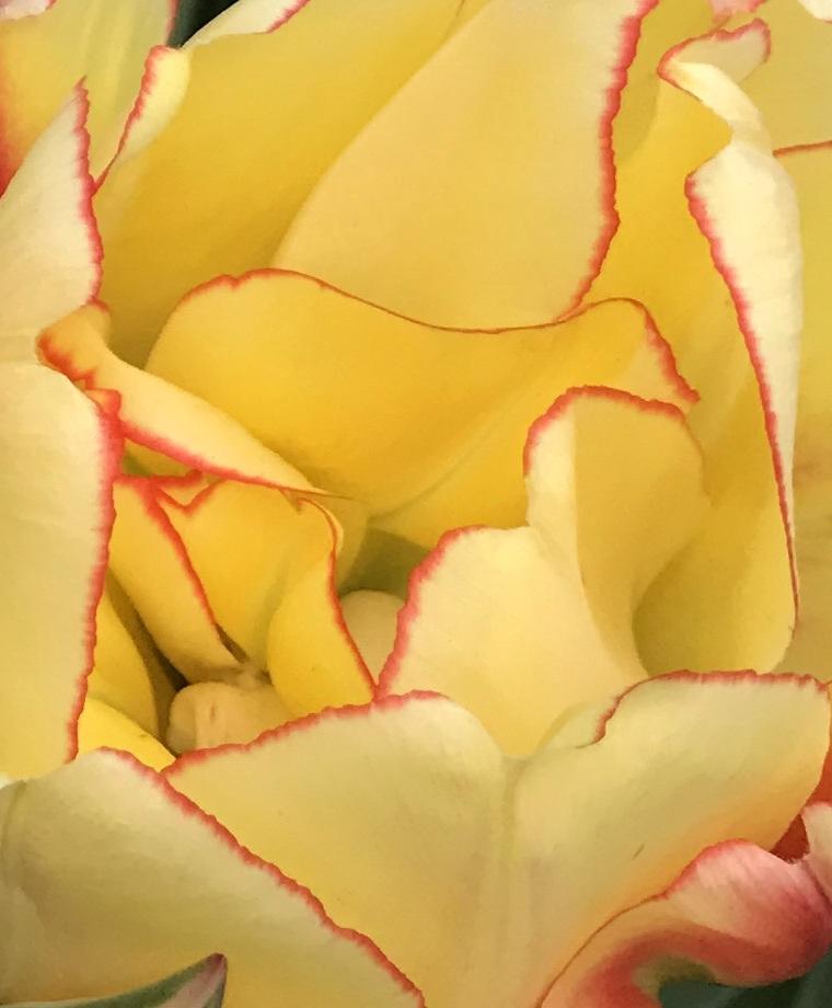 Vivid Tulip &