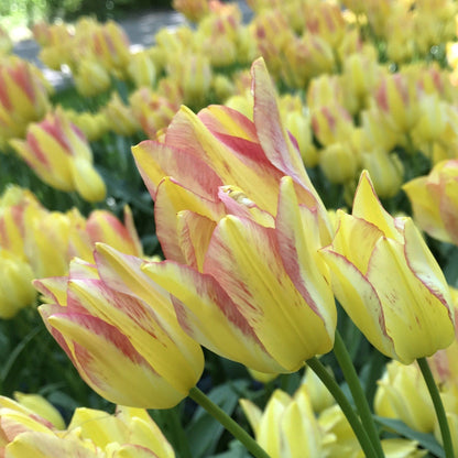 Bright pink tulip &