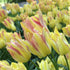Bright pink tulip &