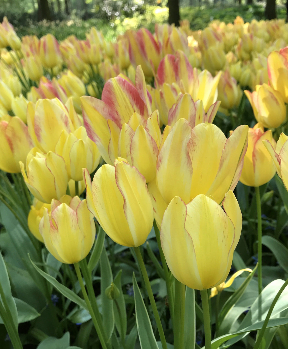 Pink Tulip &