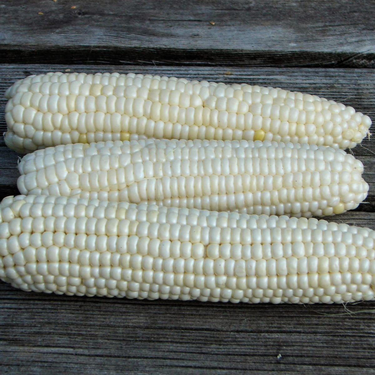 Fresh Tuxana Sweet Corn vegetables from Hudson Valley Seed Co., showcasing bright yellow, plump corn on the cob with green husks.