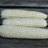 Fresh Tuxana Sweet Corn vegetables from Hudson Valley Seed Co., showcasing bright yellow, plump corn on the cob with green husks.