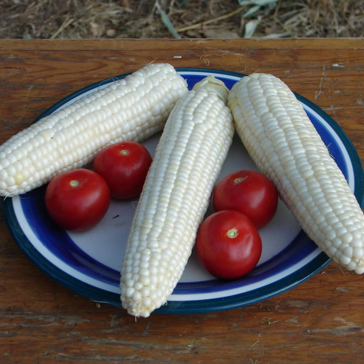 Fresh Tuxana Sweet Corn from Hudson Valley Seed Co., showcasing vibrant yellow ears with green husks and silks.