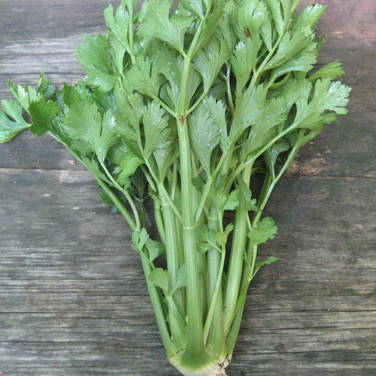 Fresh Utah Tall Celery vegetable from Hudson Valley Seed Co. displayed on a table, showcasing crisp green stalks and leafy tops.