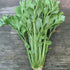 Fresh Utah Tall Celery vegetable from Hudson Valley Seed Co. displayed on a table, showcasing crisp green stalks and leafy tops.