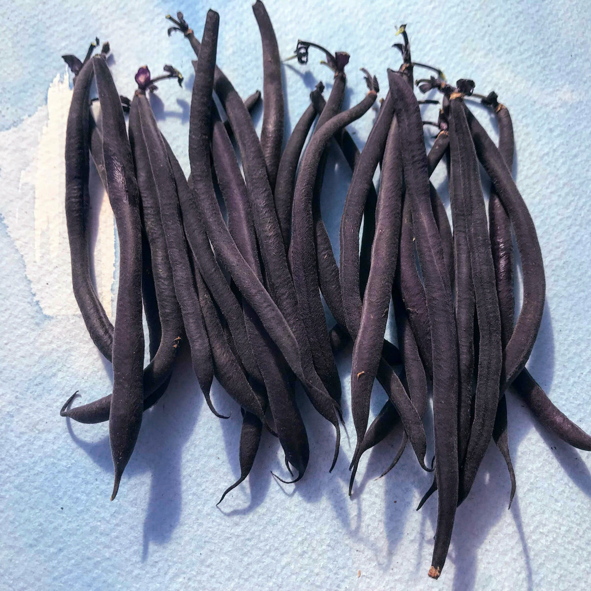 Fresh Velour Haricot Vert bush beans from Hudson Valley Seed Co., vibrant green vegetables with smooth, slender pods.