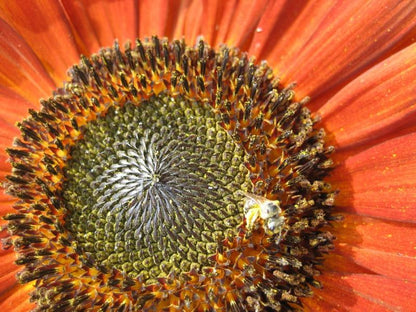 Close-up of a Velvet Queen sunflower flower, showcasing rich velvet petals and vibrant yellow color, from Hudson Valley Seed Co.