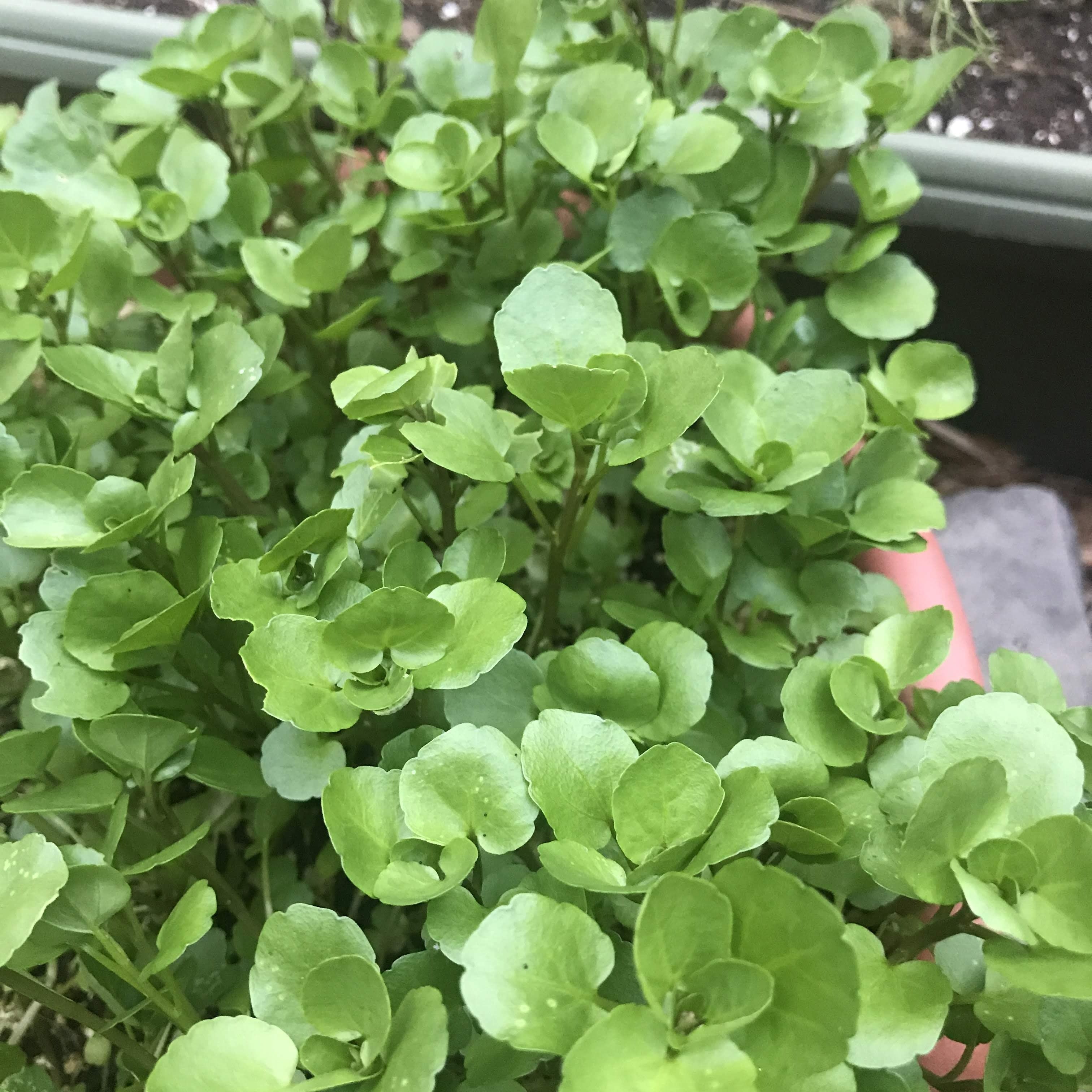 Fresh watercress vegetables from Hudson Valley Seed Co., showing vibrant green leaves and delicate stems on a rustic surface.