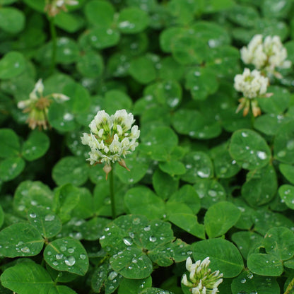 White clover cover crop from Hudson Valley Seed Co., showing lush, green clover plants used for soil enrichment and plant cover.
