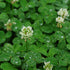 White clover cover crop from Hudson Valley Seed Co., showing lush, green clover plants used for soil enrichment and plant cover.