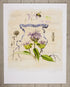 Wild Bergamot fine art print by Hudson Valley Seed Co., featuring detailed botanical illustration of wild bergamot flowers.