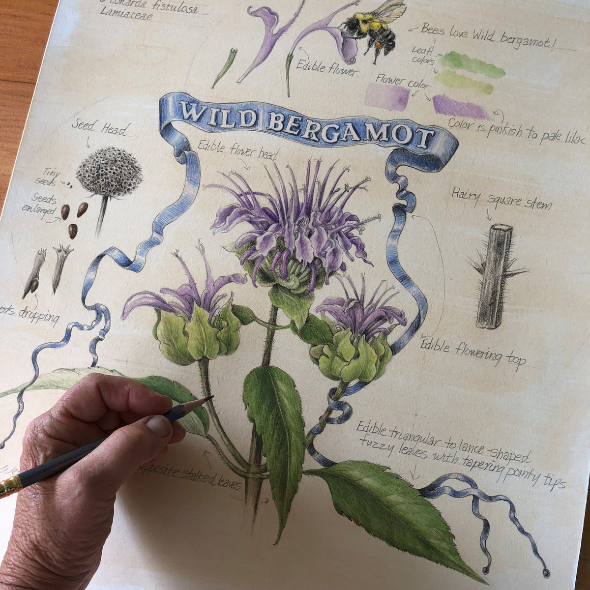 Wild Bergamot fine art print by Hudson Valley Seed Co., featuring detailed botanical illustration of wild bergamot flowers.