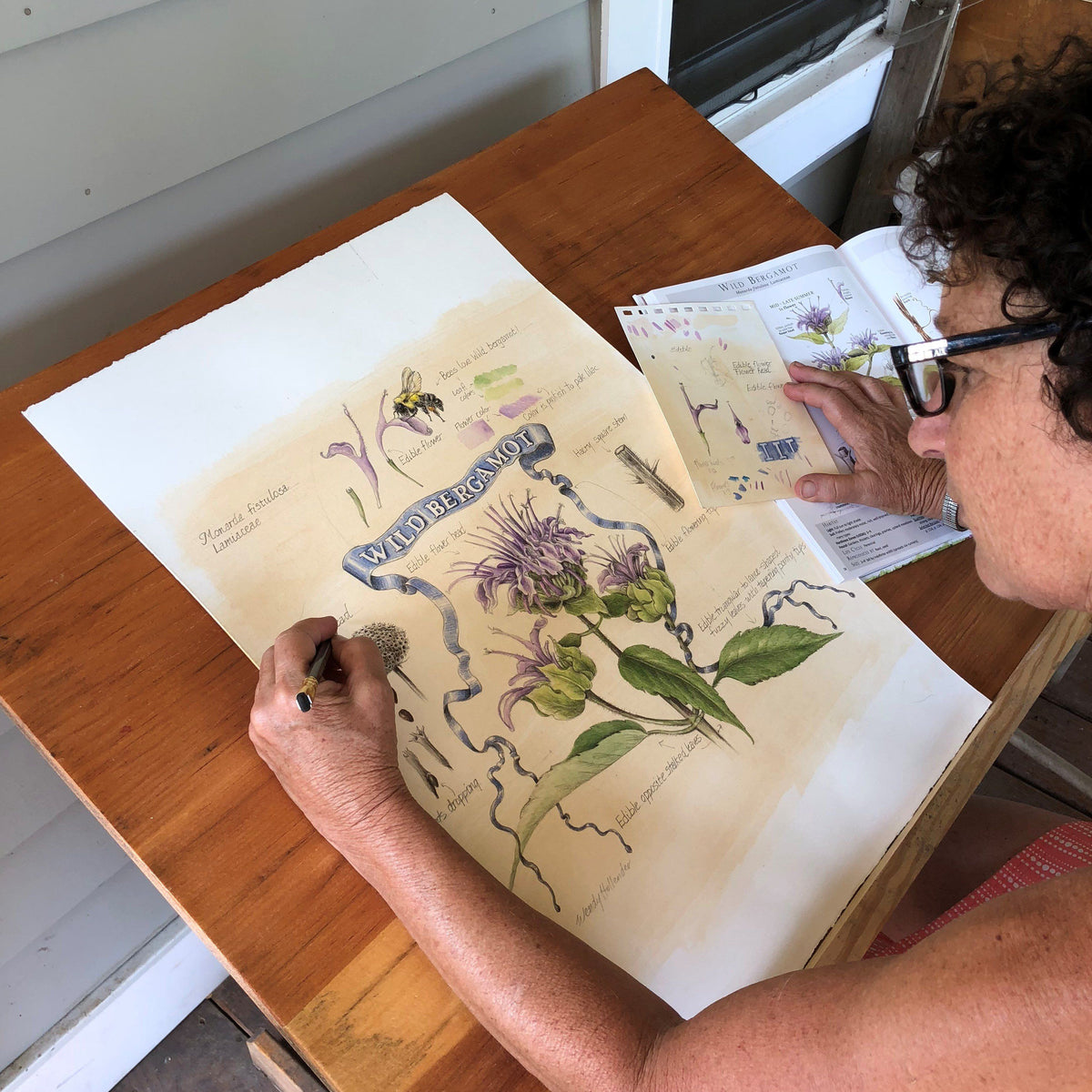Wild Bergamot fine art print by Hudson Valley Seed Co. featuring detailed botanical illustration of wild bergamot flowers.