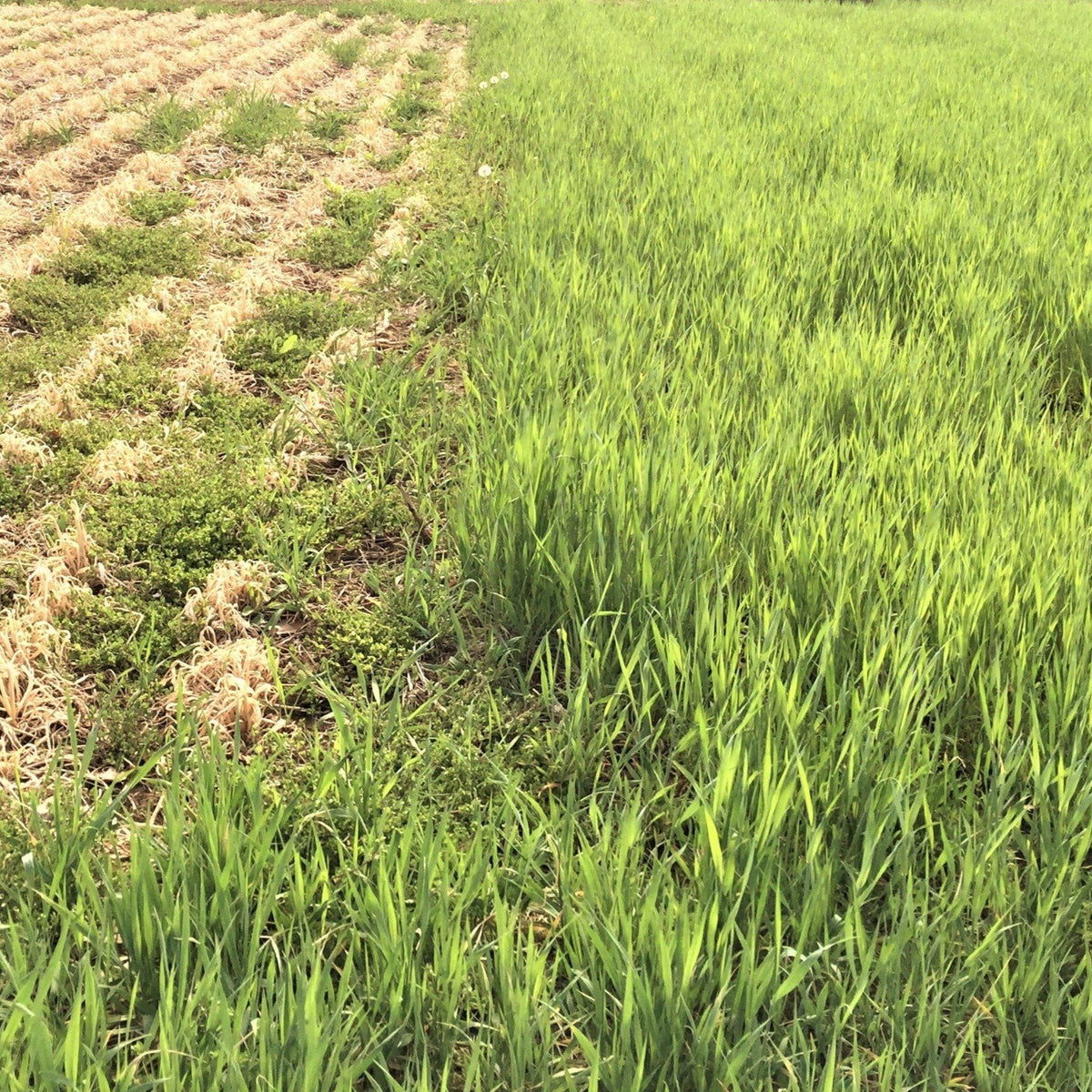 Winter Rye cover crop seed from Hudson Valley Seed Co. shown in a bag, ideal for soil health and erosion control in winter planting.